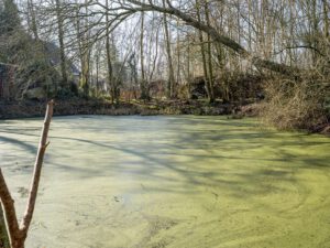 Teich