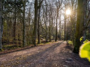 Wald nebenan